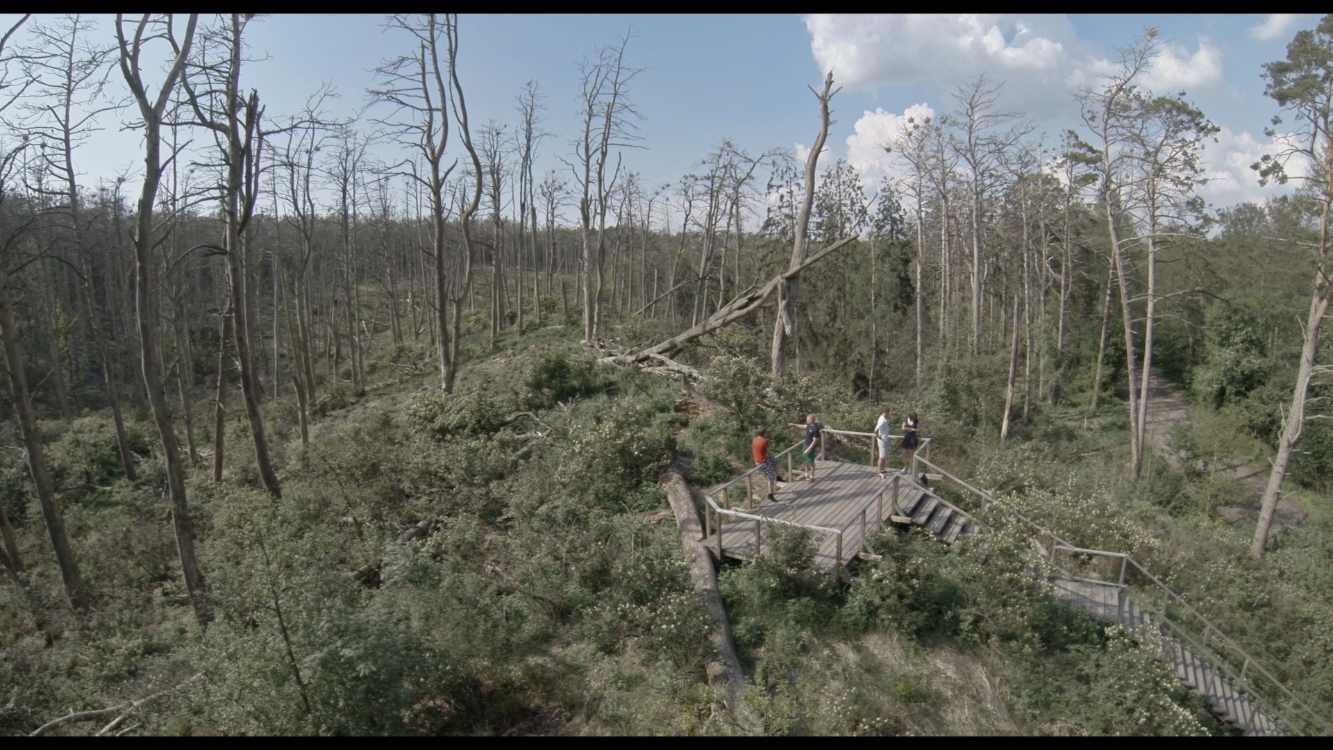 Cadru din „Acid Forest”